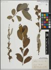 Foto von Salix laurina Sm.